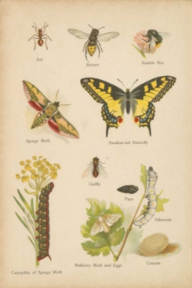 Picture of NATURAL HISTORY BOOK VI