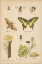 Picture of NATURAL HISTORY BOOK VI
