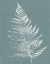Picture of NATURE BY THE LAKE FERNS VI GRAY MIST CROP