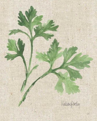Picture of ITALIAN PARSLEY V2 ON BURLAP