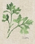 Picture of ITALIAN PARSLEY V2 ON BURLAP