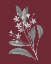 Picture of POMEGRANATE BOTANICAL V