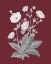 Picture of POMEGRANATE BOTANICAL VI