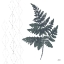 Picture of NORDIC FERN II