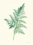 Picture of LEAF STUDY I