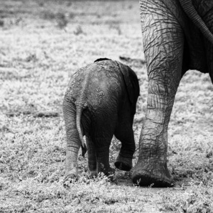 Picture of MAMA AND BABY ELEPHANT II