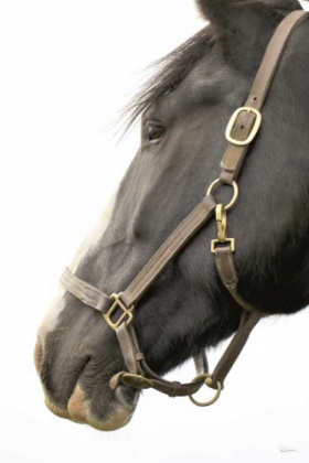 Picture of IN HALTER