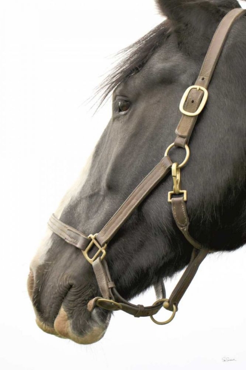 Picture of IN HALTER