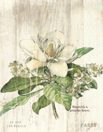 Picture of MAGNOLIA DE PRINTEMPS V2