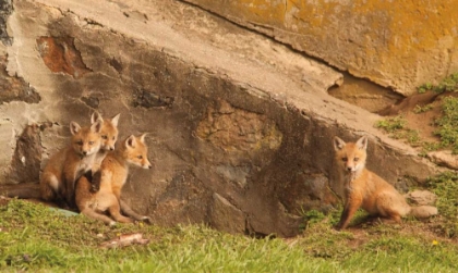 Picture of FOX CUBS I