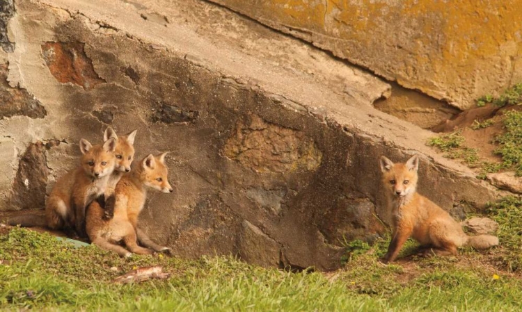 Picture of FOX CUBS I