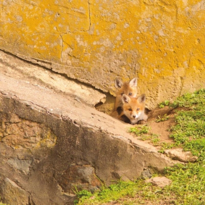Picture of FOX CUBS II