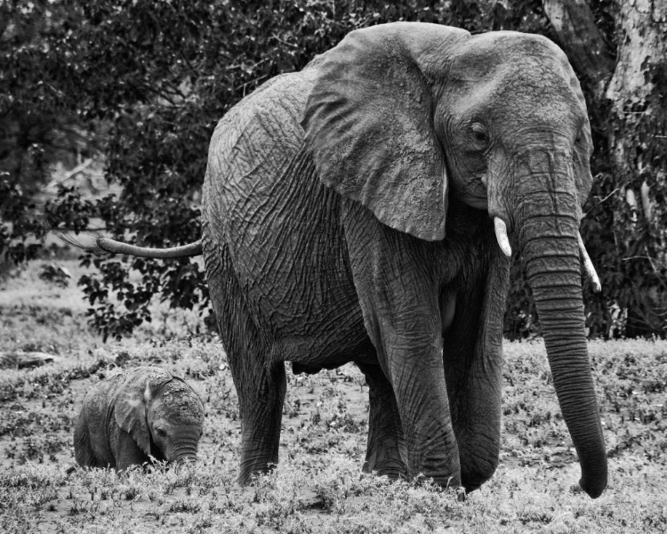 Picture of MAMA AND BABY ELEPHANT I