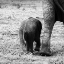 Picture of MAMA AND BABY ELEPHANT II