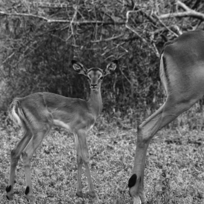 Picture of IMPALA AND BABY