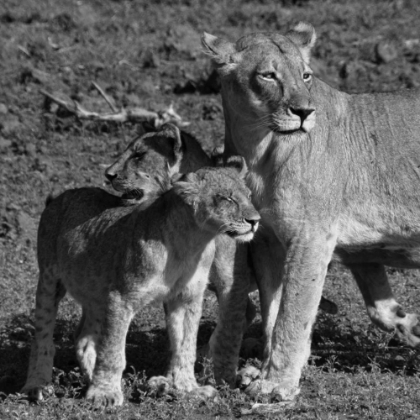 Picture of LIONESS AND CUBS