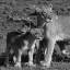 Picture of LIONESS AND CUBS