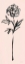 Picture of FLORAL LINE II ON PINK