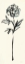 Picture of FLORAL LINE II ON CREAM