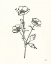 Picture of BUTTERCUP