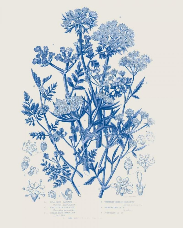 Picture of FLOWERING PLANTS IV MID BLUE