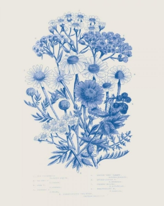 Picture of FLOWERING PLANTS V MID BLUE