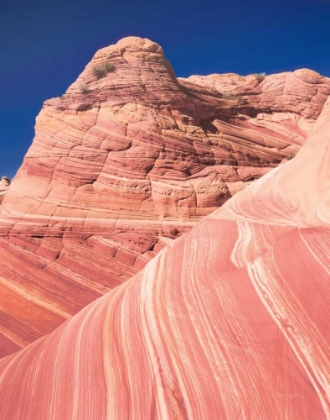 Picture of COYOTE BUTTES I BLUSH