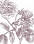 Picture of BELLE FLEUR I PLUM CROP