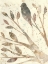 Picture of NATURAL WONDER II