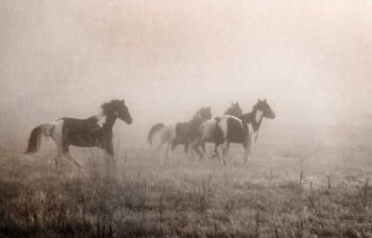 Picture of PAINT HORSES ON THE RUN