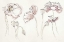 Picture of SOMNIFERUMS NEUTRAL CROP