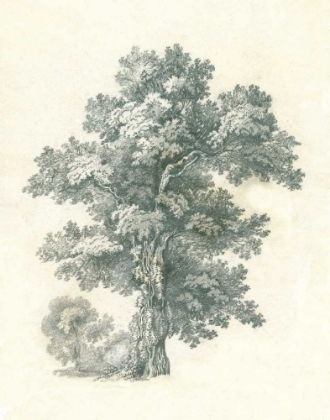 Picture of TREE STUDY I
