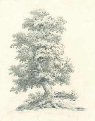 Picture of TREE STUDY II