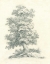 Picture of TREE STUDY II