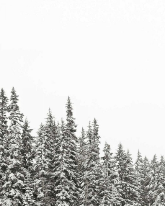 Picture of GOLD LAKE TREES