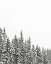 Picture of GOLD LAKE TREES