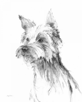 Picture of YORKSHIRE TERRIER SKETCH