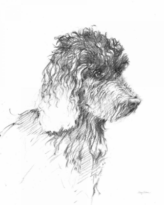 Picture of LABRADOODLE SKETCH
