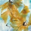 Picture of AMBER BLUE I