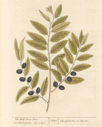 Picture of OLIVE BRANCH I