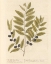 Picture of OLIVE BRANCH I
