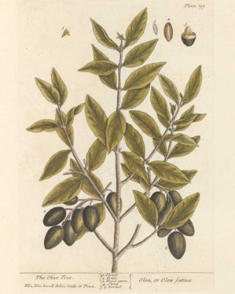 Picture of OLIVE BRANCH II