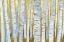 Picture of ASPEN GROVE