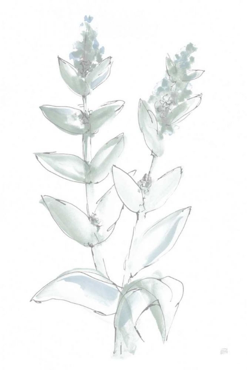 Picture of LAMBS EAR SAGE III BLEACHED