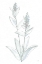 Picture of LAMBS EAR SAGE IV BLEACHED