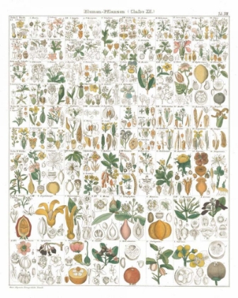 Picture of FLORA CHART I WHITE