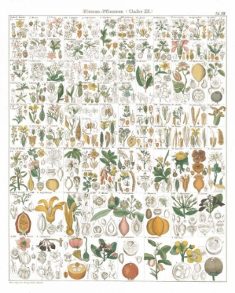 Picture of FLORA CHART I WHITE