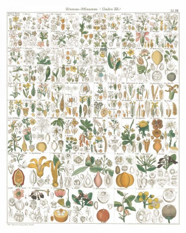 Picture of FLORA CHART I WHITE