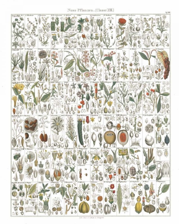 Picture of FLORA CHART II WHITE