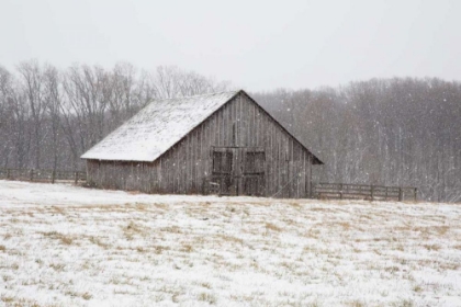 Picture of FIRST SNOW